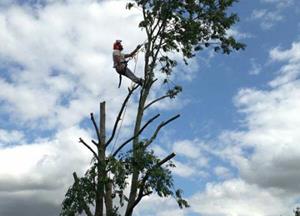 Area Tree Rescue Specialist